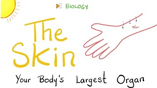 What’s the Largest Organ in your Body  The skin Integumentary System [upl. by Oznecniv473]