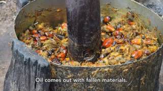 How Smallholder Farmers Process Palm Oil in Kigoma Tanzania [upl. by Nnaj]