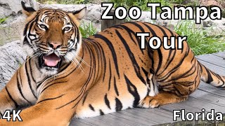 Zoo Tampa at Lowry Park Tour  Tampa Bay Florida  USA 4K [upl. by Allister]