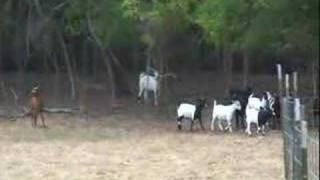 Tennessee Fainting Goats [upl. by Armat]