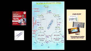 les étapes de la respiration glycolyse formation de lacetylcoA cycle de krebs [upl. by Nolaj233]