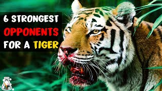 6 Most Ruthless Fights Of A Tiger [upl. by Acirderf]