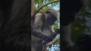 Red Colobus Monkeys at Jozani Forest Zanzibar beach trending viralvideo trendingshorts [upl. by Jump]