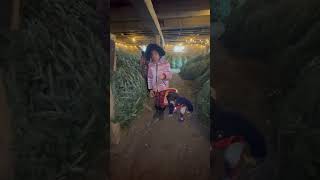 The Christmas tree farm canadalifevlogs subscribe shorts family [upl. by Etnud]