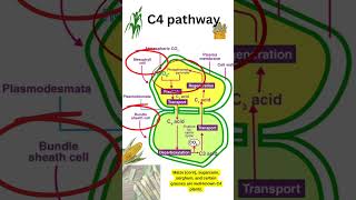 C4 pathway🌵🏜️ in 2minutes ☘️🌿🪴🌱plantphysiology plantvideos biologynotes latestshorts2024❤️ [upl. by Duffy]