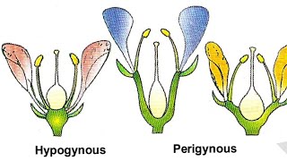 Hypogynous flower  Perigynous Flower  Epigynous Flower [upl. by Persas]