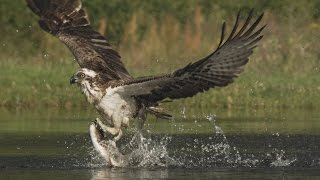 An osprey fishing in spectacular super slow motion  Highlands  Scotlands Wild Heart [upl. by Johnstone]