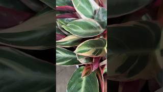 Proven Winners®️Leafjoy®️Socialite™️Trio Star Stromanthe sanguinea plants indoorplants shorts [upl. by Bainter154]