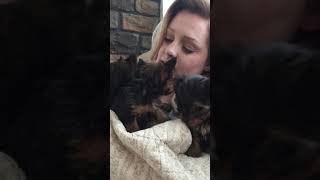 Cute little yorkie puppies playing [upl. by Mackay]