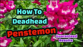 How to deadhead Penstemon [upl. by Cy245]