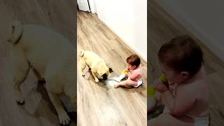 Babys hysterical laughter as dog chases flashlight beam baby viral dog doglover [upl. by Kwapong]