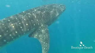 040924  Whale Shark Dives at Ice Cream Reef Dhidhidoo Beyru amp Lux South Beyru  Maldives [upl. by Wilden]