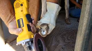 Donkey Hoof Trimming with a grinder [upl. by Watanabe]