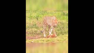 Cheetah hesitantly approaches its fate animalbattles cheetah crocodile wildlife [upl. by Shamrao429]