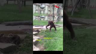 Hilarious Young Orangutan Annoys Otters and Instantly Regrets It  Funny Animal Encounter 🐵🦦 [upl. by Inuat]