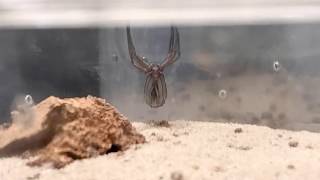 6 eyed sand spider Sicarius thomisoides time lapse moult [upl. by Llednyl]