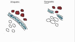 Biology Allopatric vs Sympatric Speciation [upl. by Stauffer]