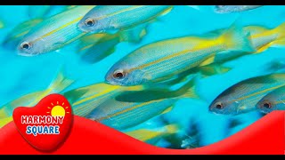 What is Bioaccumulation  More Science on the Learning Videos Channel [upl. by Nylannej701]