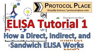 ELISA Tutorial 1 How a Direct Indirect and Sandwich ELISA Works [upl. by Anelrac122]