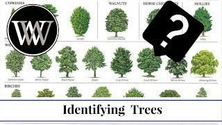 How to Identify a Tree By Leaf Bark and Fruit  Wood and Lumber Identification for Woodworking [upl. by Kistner]