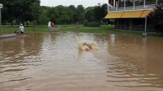 Hochwasser Ditzingen [upl. by Sexela]