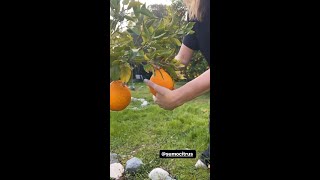 Jenna Fischers First Sumo Citrus Harvest [upl. by Enelia250]