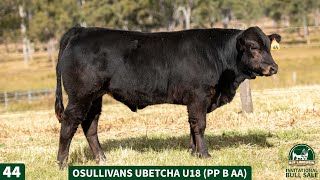 44  OSULLIVANS UBETCHA U18 PP B AA [upl. by Aveer596]