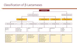 Bacteremia and Clinical Resistance [upl. by Imogen333]