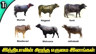 இந்தியாவின் சிறந்த எருமை இனங்கள்  Buffalo Breeds [upl. by Eiramadnil]