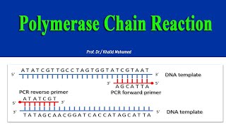 PCR  Polymerase Chain Reaction [upl. by Willamina579]