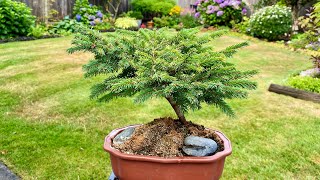 Summer Update Dwarf Norway Spruce 4K August 2024 [upl. by Soracco159]