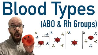 Blood Types ABO and Rh  Antigens and Antibodies [upl. by Yrram663]