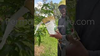 How to fertilizer your fruit trees [upl. by Ariem]