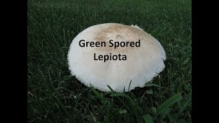 Poisonous Mushrooms in Pennsylvania Green Spored Lepiota [upl. by Atsirhcal591]