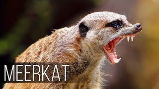 MEERKAT — Fearless and Aggressive relative of the Mongoose [upl. by Kus92]