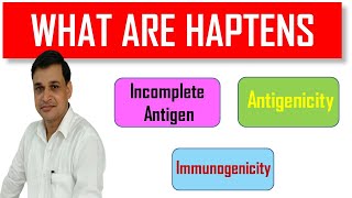 What are Haptens in immunology Animation [upl. by Uaeb932]