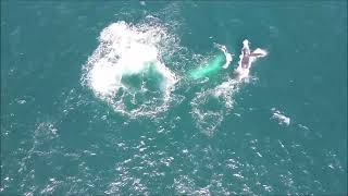 Humpback Whales and Dolphins 210924 [upl. by Spindell648]