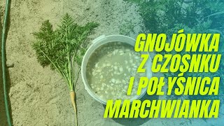 Gnojówka z czosnku i połyśnica marchwianka [upl. by Eednil209]