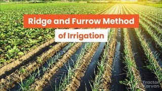 Ridge And Furrow Method Of Irrigation  agronomy shorts short shortvideo shortsviral [upl. by Harol916]