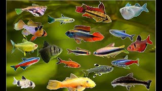 Acuario Comunitario Amazonico OPCIONES [upl. by Raddy153]