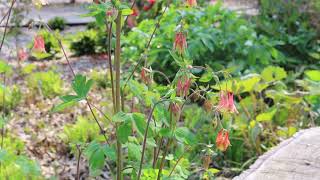 Columbine Aquilegia canadensis  Plant Identification [upl. by Annawit317]