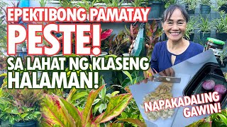 EPEKTIBONG PAMATAY PESTE SA HALAMAN NAPAKADALING GAWIN Oriental Herbal Nutrients Haydees Garden [upl. by Elleined747]