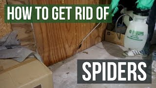 How to Get Rid of Spiders Guaranteed 4 Easy Steps [upl. by Ahsam]