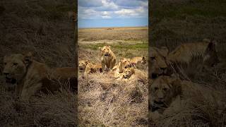 Lions of Serengeti shorts lion tanzania serengeti [upl. by Eliot]