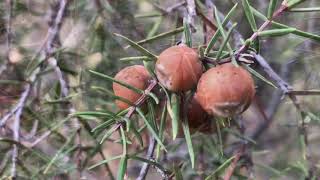 Enebro Juniperus oxycedrus [upl. by Anem]