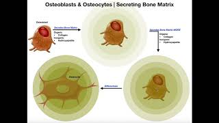 Functions of Osteoblasts amp Osteocytes  Organization of the Osteon [upl. by Alial]