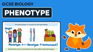 Phenotype  GCSE Biology [upl. by Gusba]