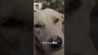 Cute dogi ❤️😘🐕 dog lover status video❤️😘🐕cute puppyviralshortsstatus [upl. by Haelahk]