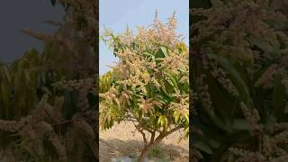 Mango Trees  Farm  visyuthifarms mangotrees mangofarm visyuthifarms [upl. by O'Rourke]