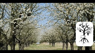 alte Obstbäume schneiden  lange ungeschnittene Bäume in Form bringen auf der Streuobstwiese [upl. by Mcmath192]